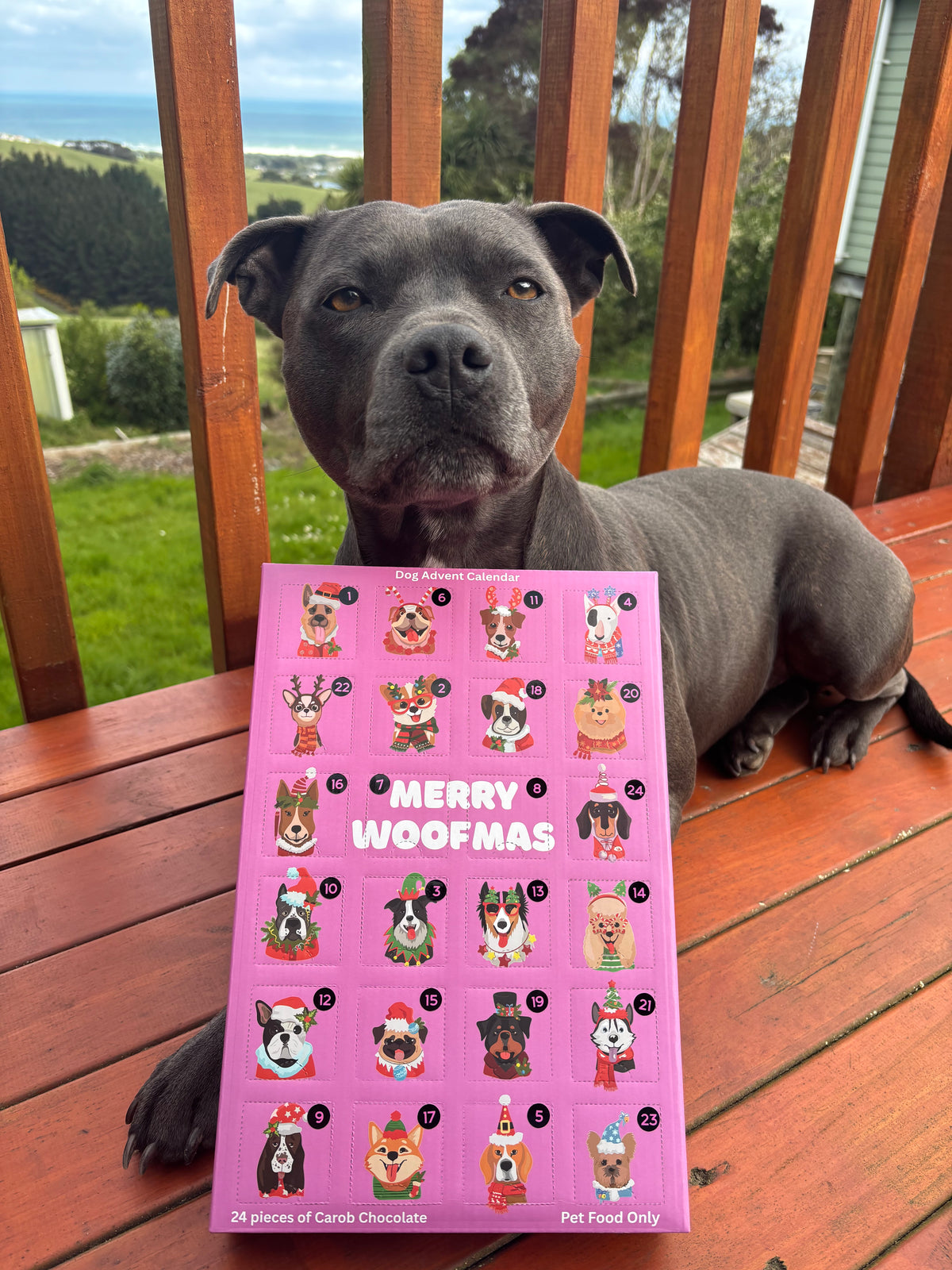 Dog Advent calendar